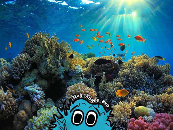 A graphic from the mobile game for good Bleached Az by Chaos Theory and We Are Rad. Bleached Az promotes environmental conservation through irreverent and confrontational humour.  - Chaos Theory | Serious Games Developer, Australia