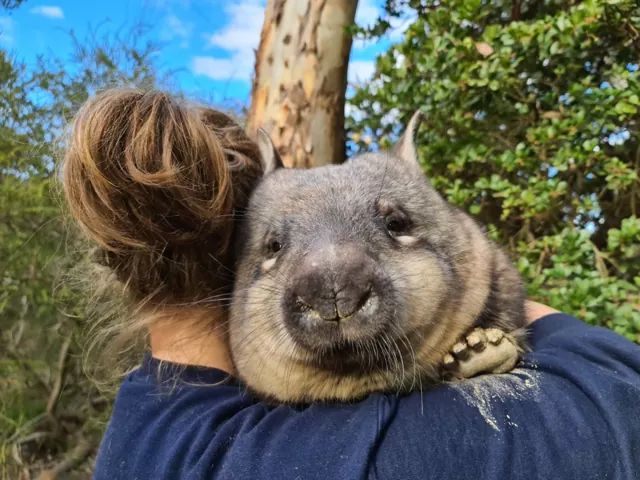 Chaos Theory adopts and visits Hope, the baby wombat at the Australian Reptile Park.