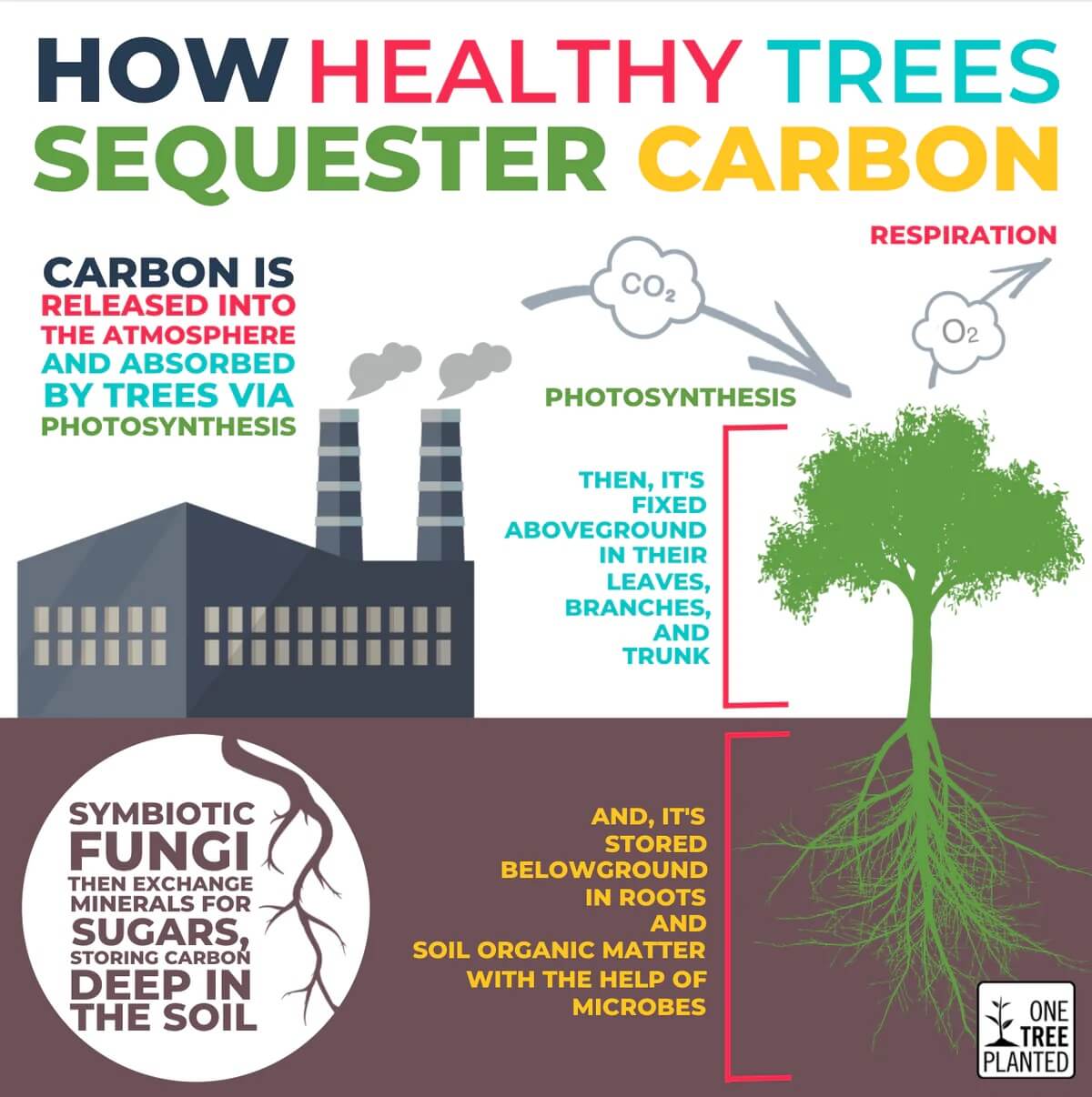 An infographic of how carbon released from factories is absorbed by trees and converted to oxygen
