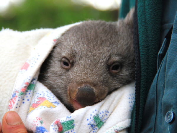 A photo of a rescued wombat